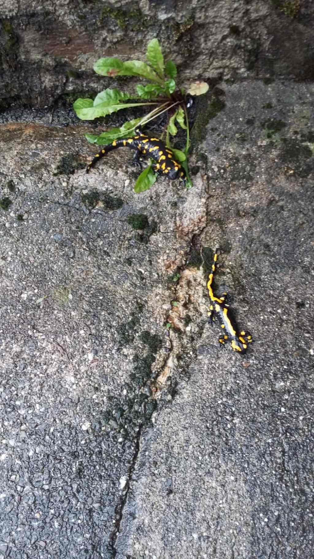 Salamandra pezzata 10 anni dopo
