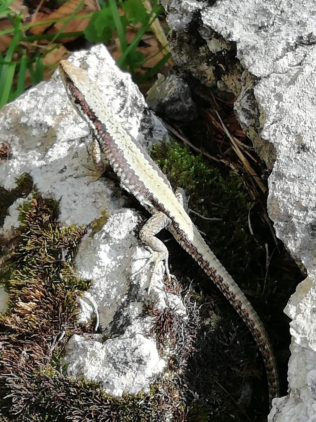 Iberolacerta horvathi o Podarcis muralis?  Iberolacerta horvathi