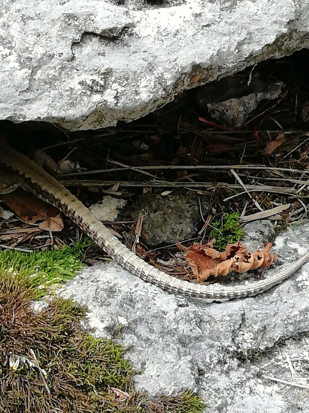 Iberolacerta horvathi o Podarcis muralis?  Iberolacerta horvathi