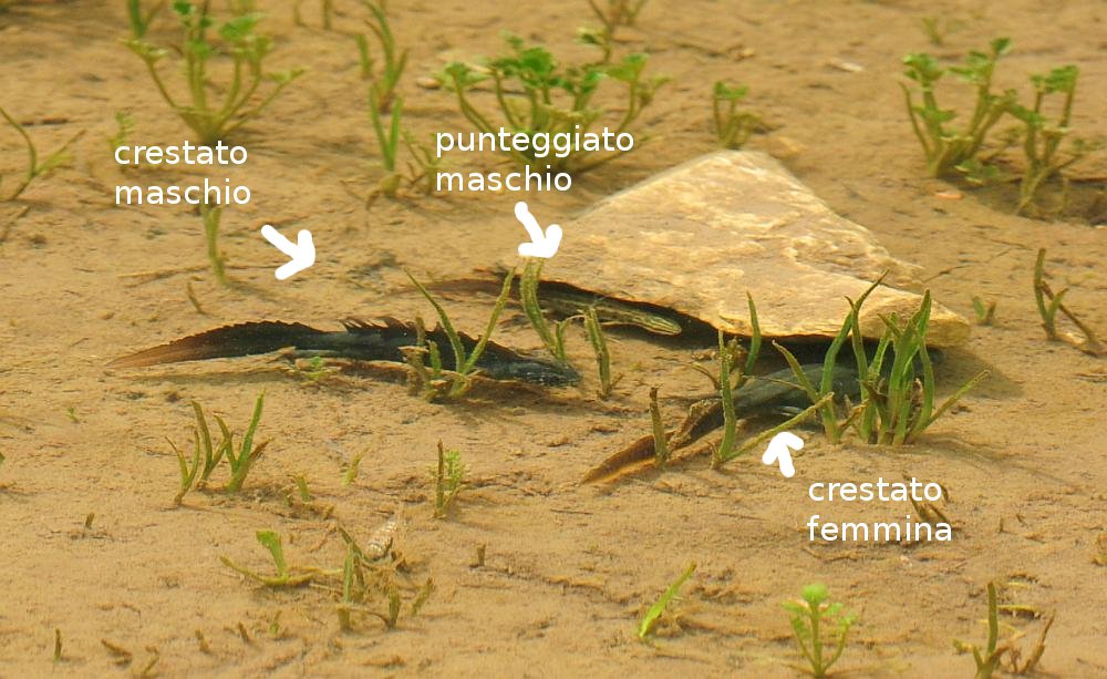 tritone.... crestato? Crestato e punteggiato