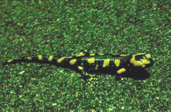 La salamandra ligure