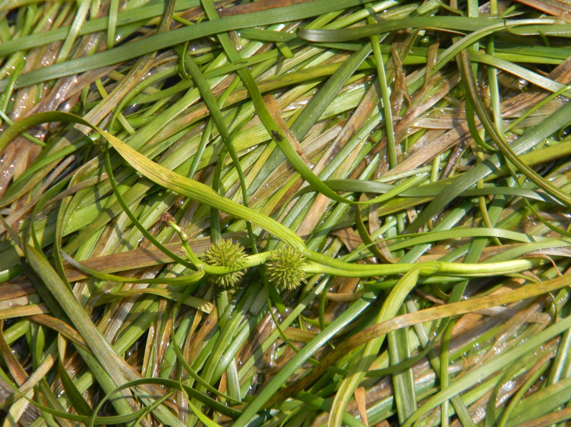 Sparganium angustifolium / Coltellaccio natante