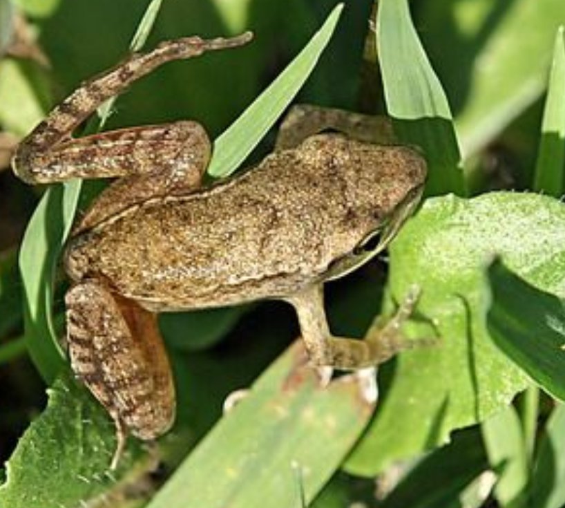 id anfibio - giovane Rana dalmatina