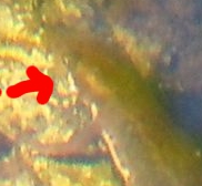 Tritone - Lissotriton italicus
