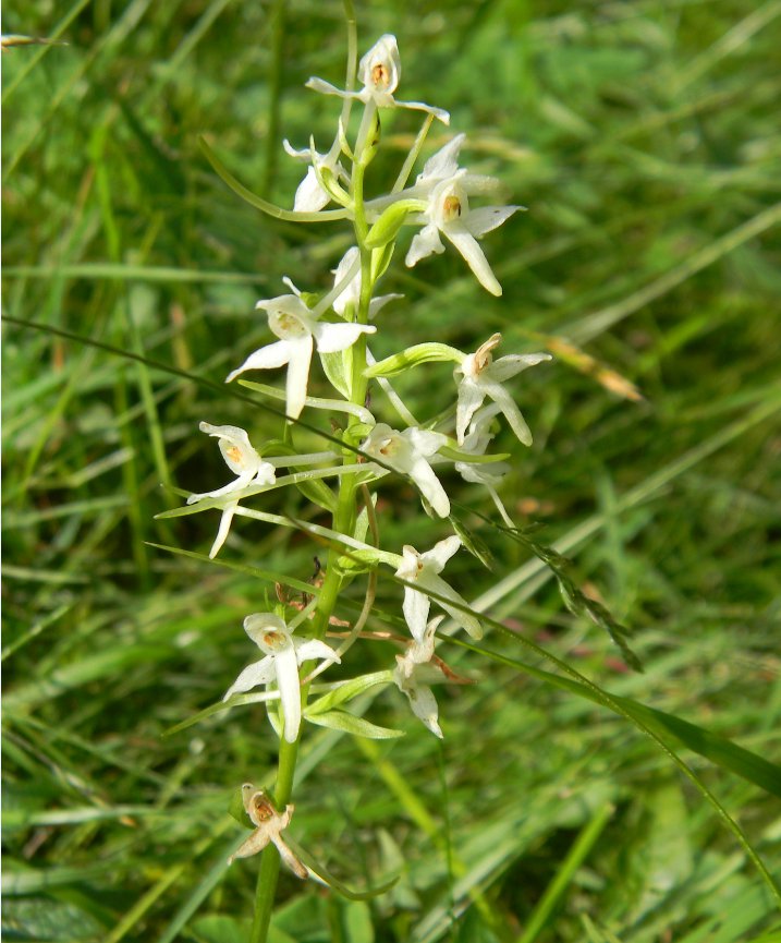 Platanthera bifolia