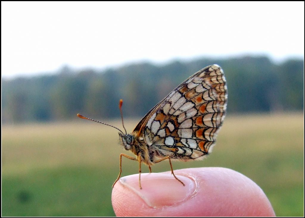 Melitaea athalia