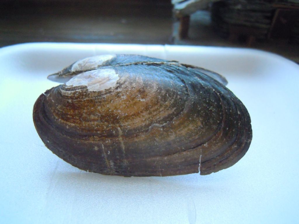 Microcondylaea compressa nel Tanaro