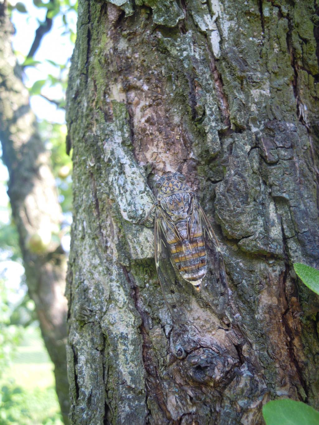 Cicadidae: Cicada orni