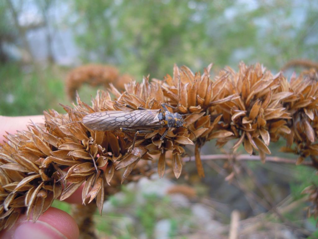 Perlodes del fiume Tanaro