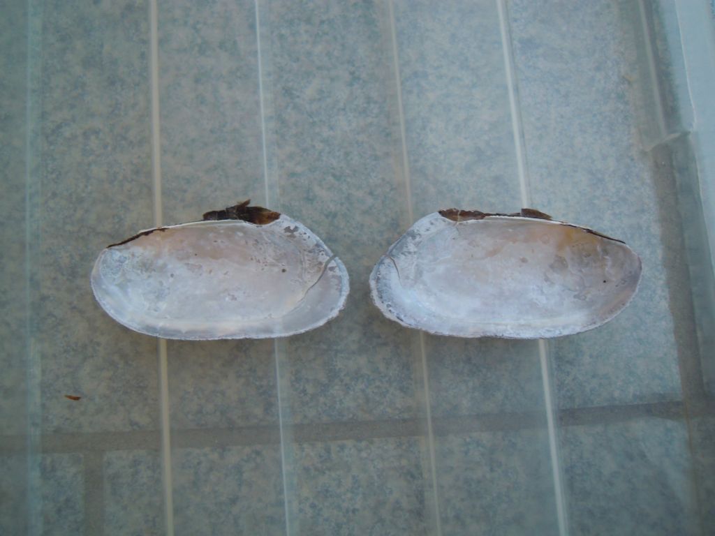 Microcondylaea compressa nel Tanaro