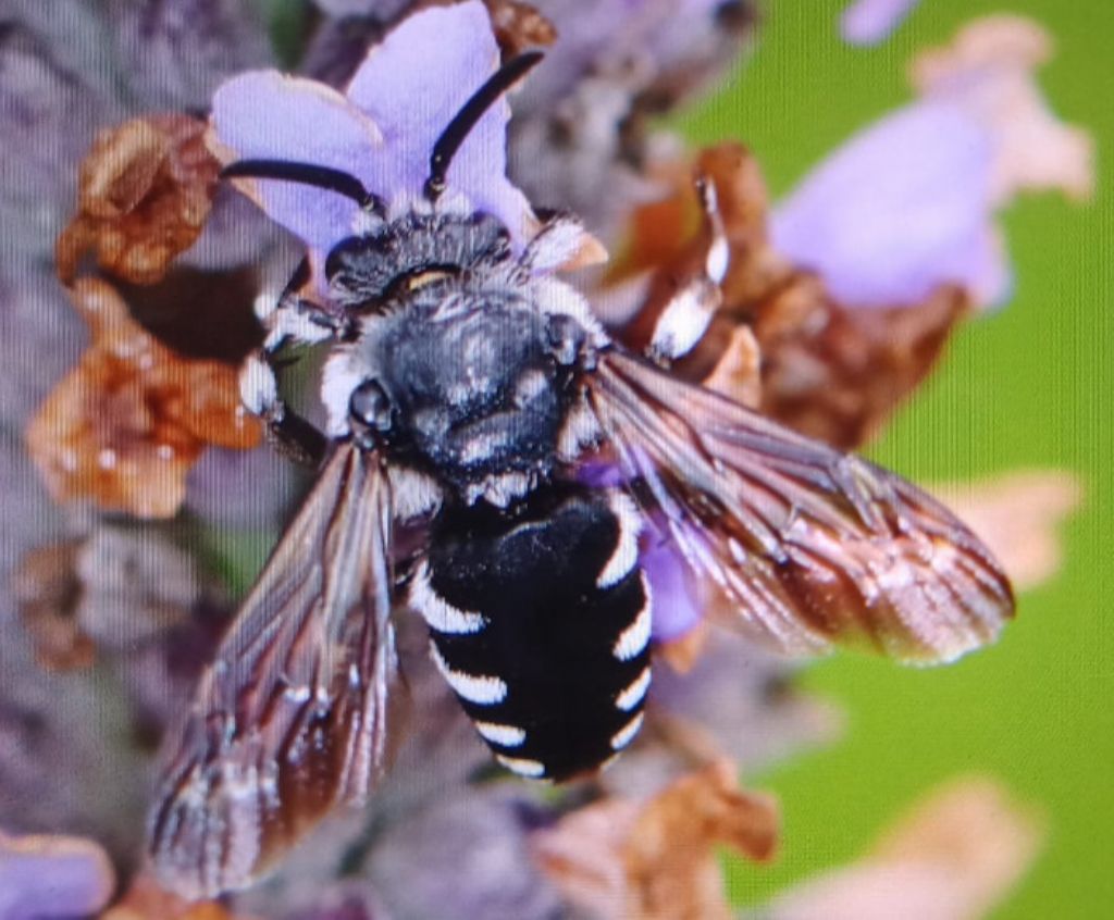 Identificazione Thyreus