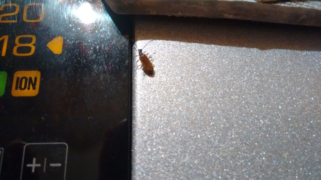 Tenebrionidae:  Lagria hirta