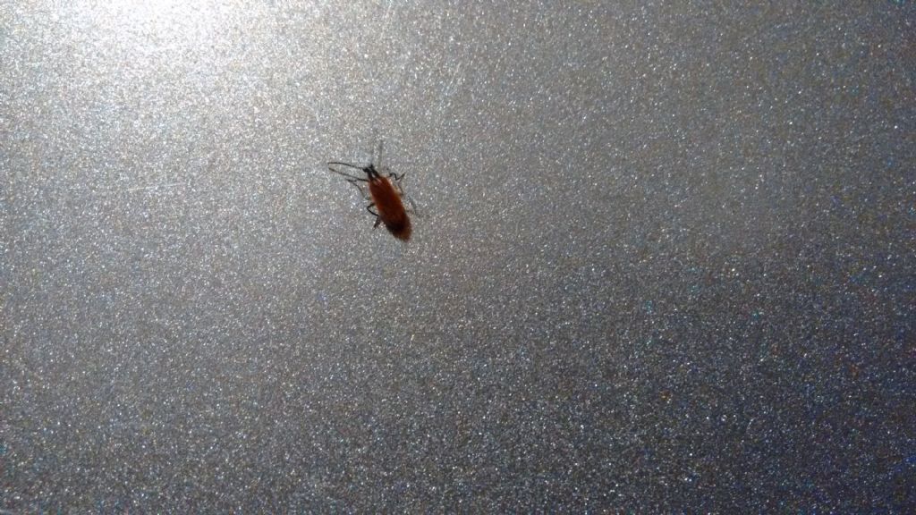 Tenebrionidae:  Lagria hirta