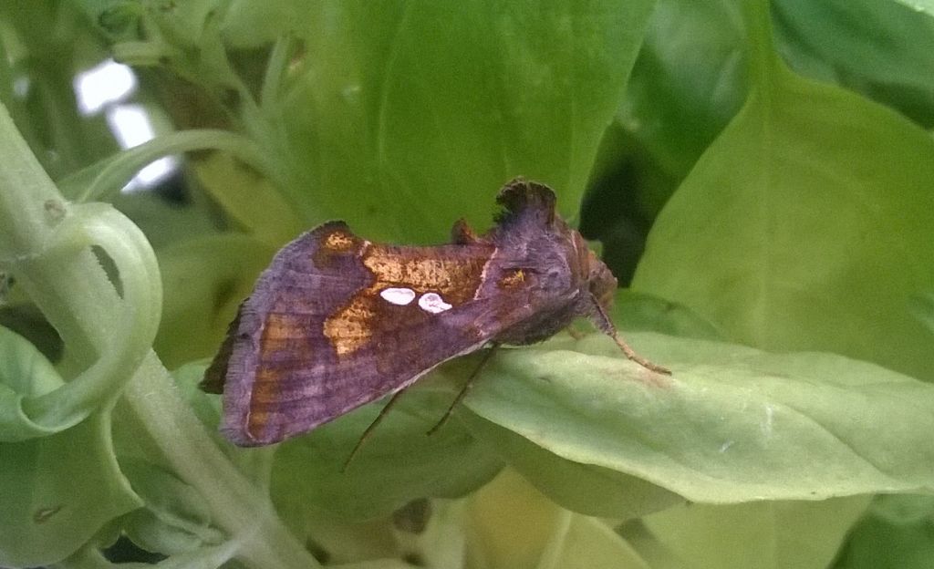 Falena da indentificare - Chrysodeixis chalcites, Noctuidae