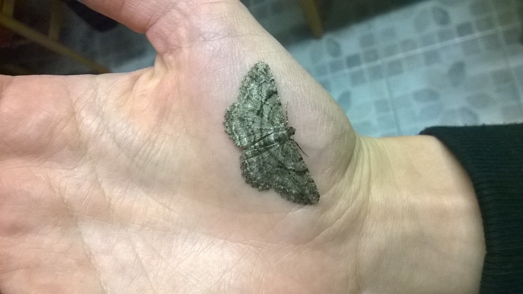 idaea o scopula? Peribatodes rhomboidaria, Geometridae