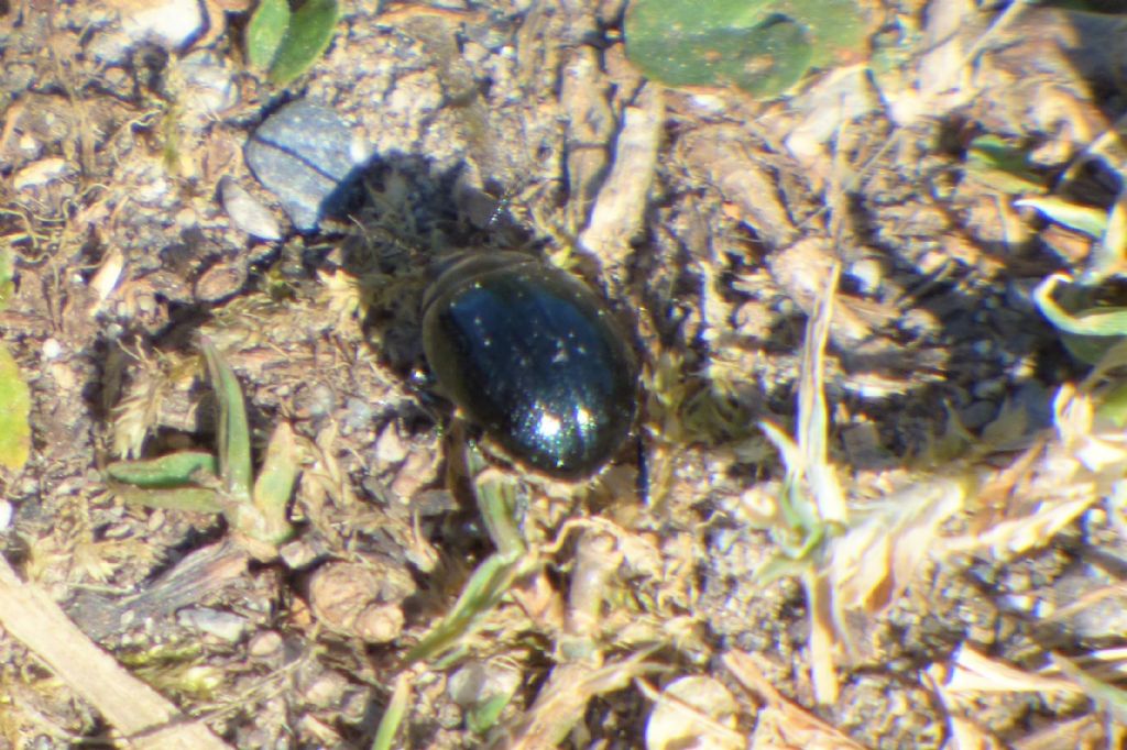 Identificazione: probabile Chrysolina haemoptera