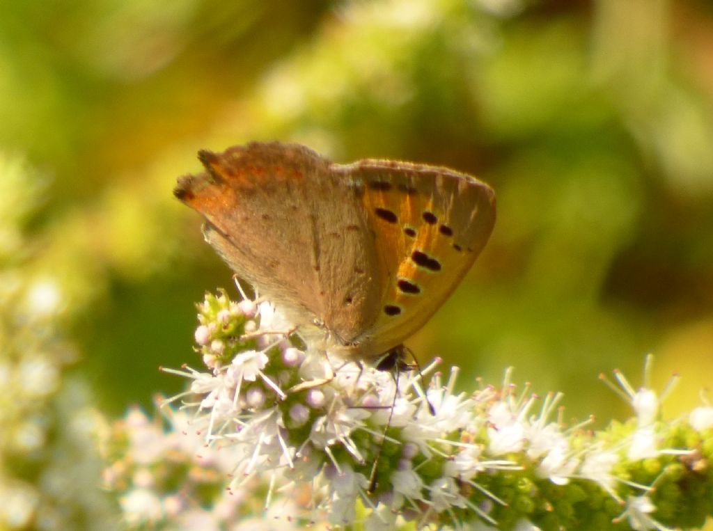 Farfalla da indentificare - Lycaena phlaeas, Lycaenidae