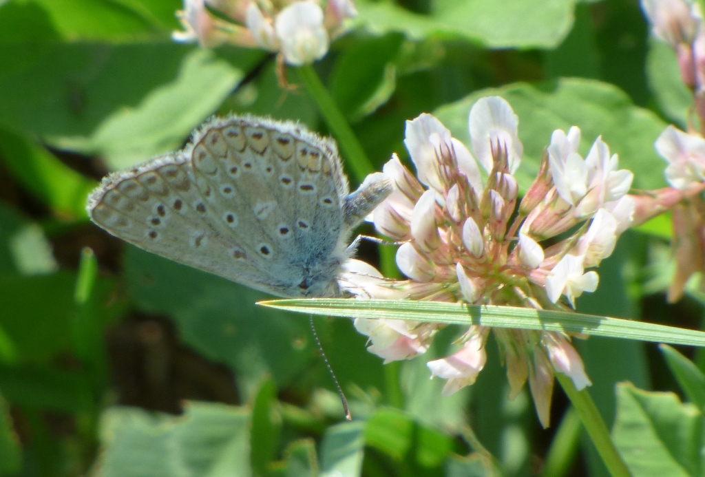 Polyommatus (Polyommatus) icarus, Lycaenidae