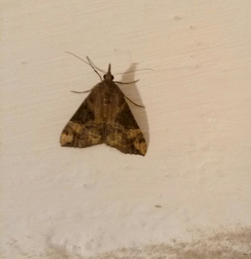 Hypena rostralis?