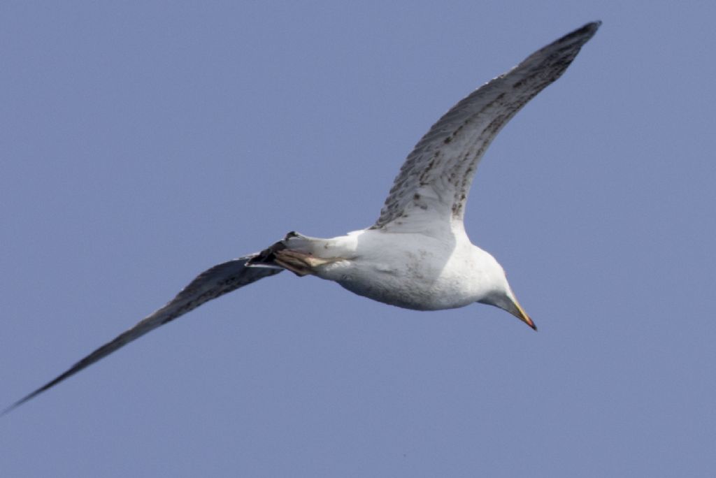 Gabbiano becco tricolore:  Gabbiano reale quasi adulto