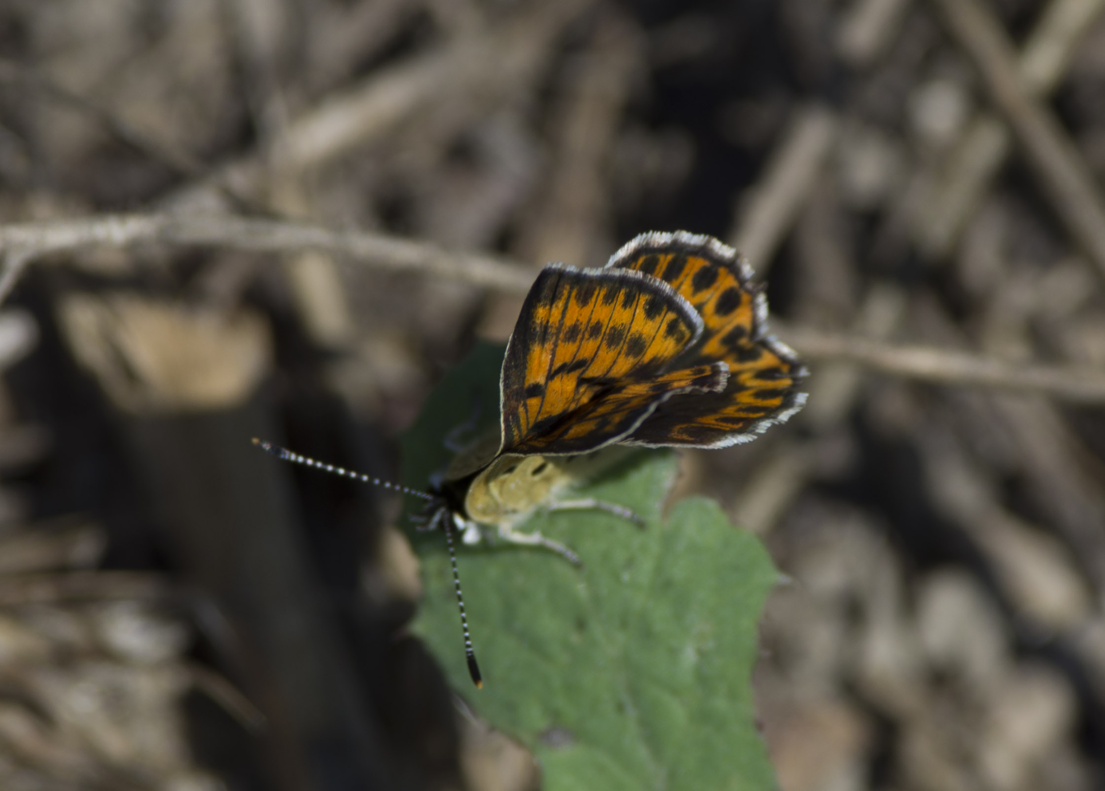 Tityrus strana
