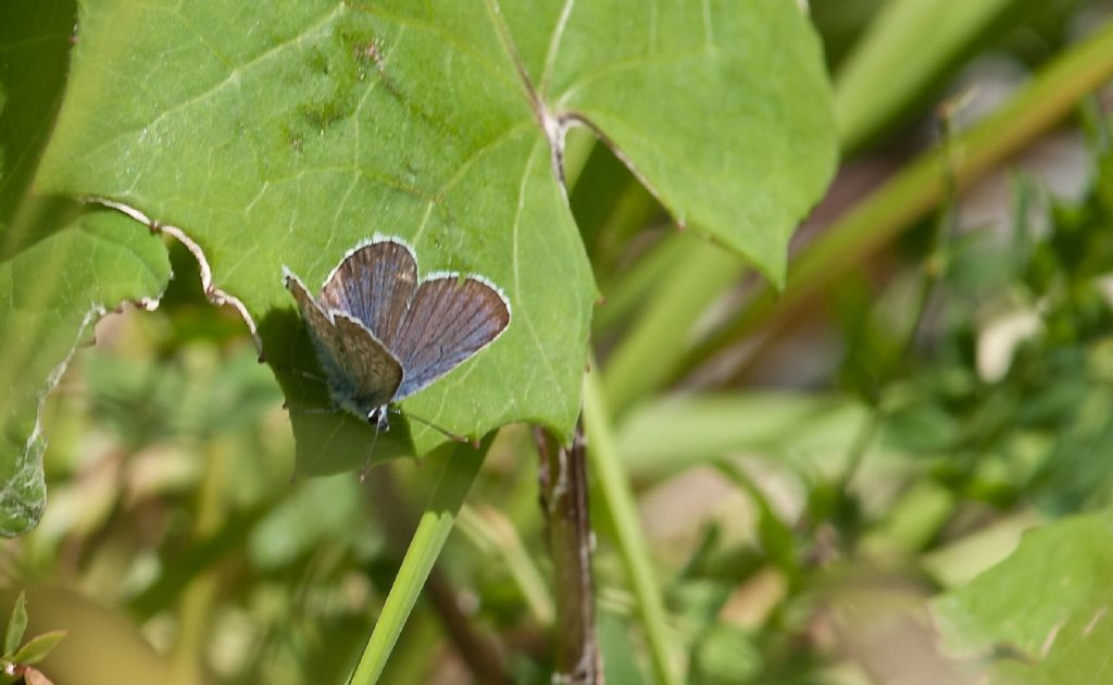 Farfallina Celeste