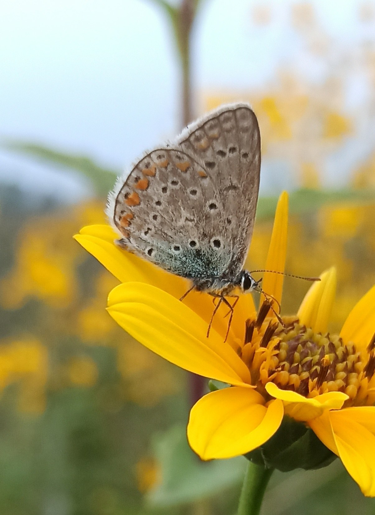 Polyommatus icarus