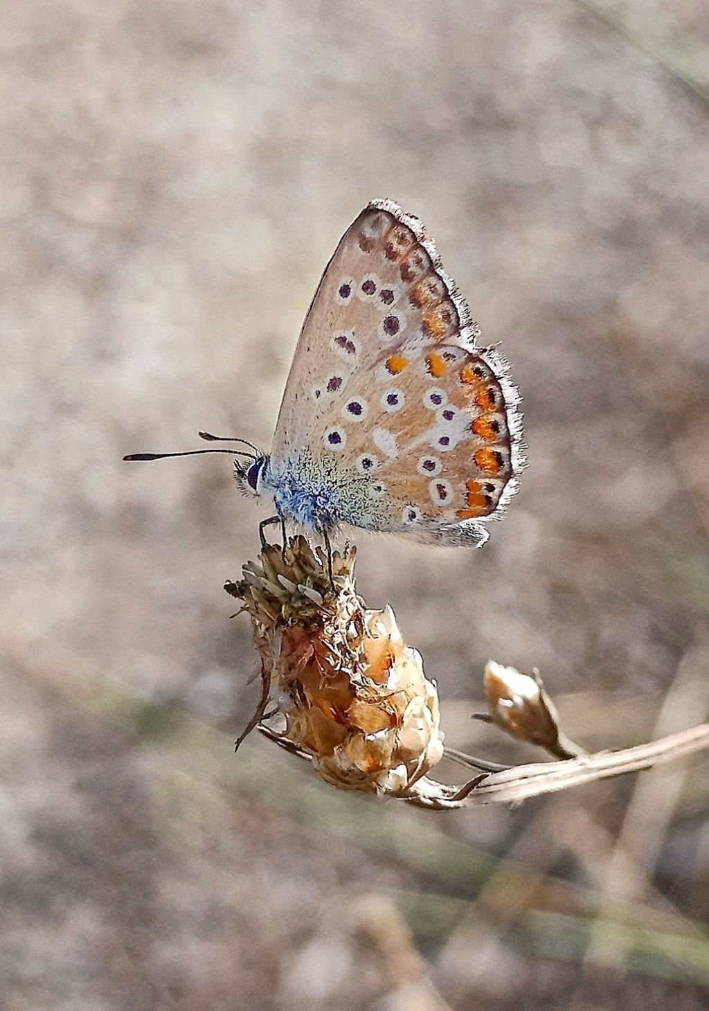 Polyommatus icarus?