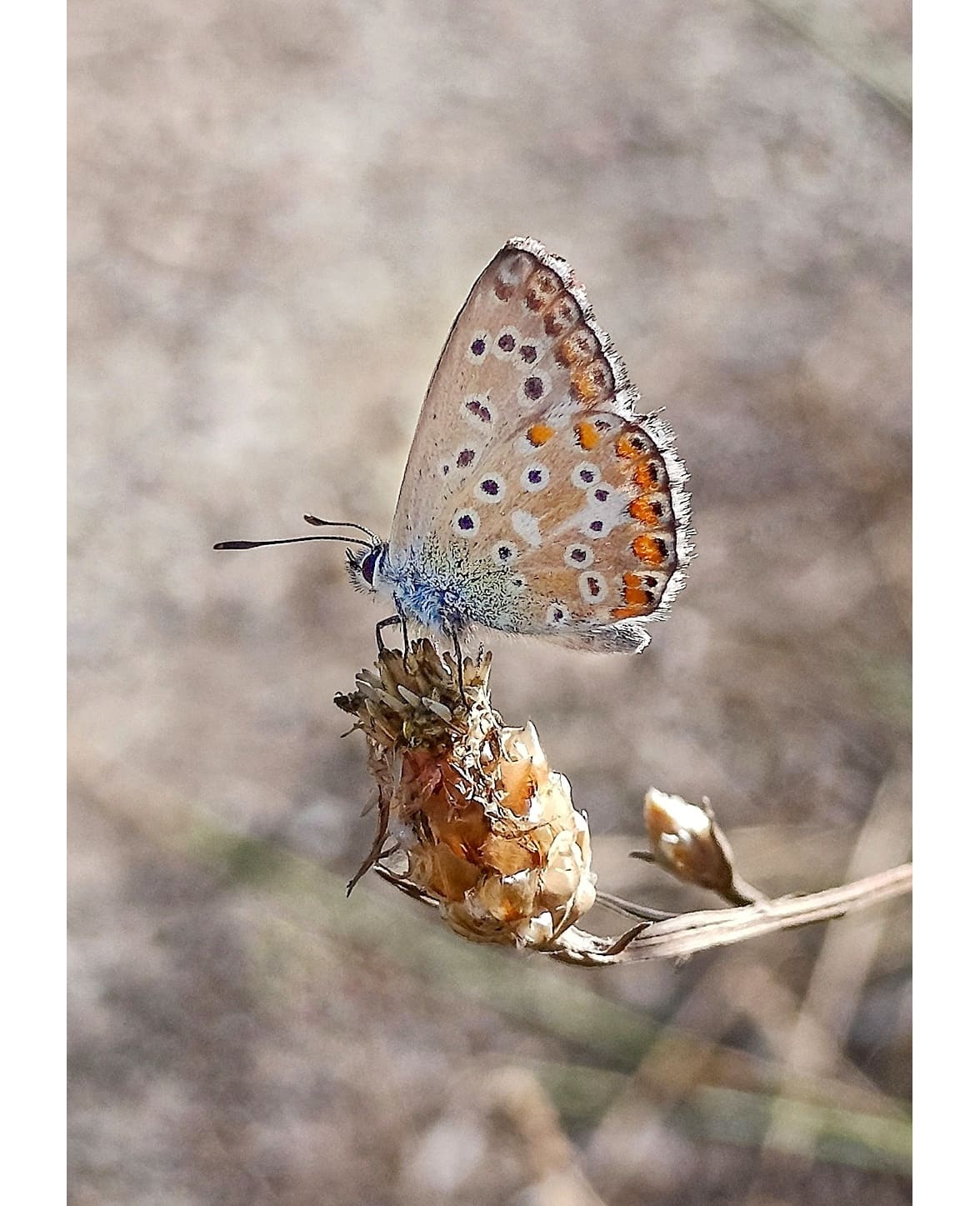 Polyommatus icarus?