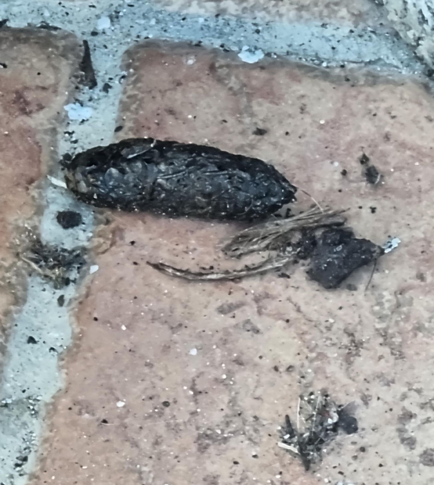Rospo o ratto gigante?