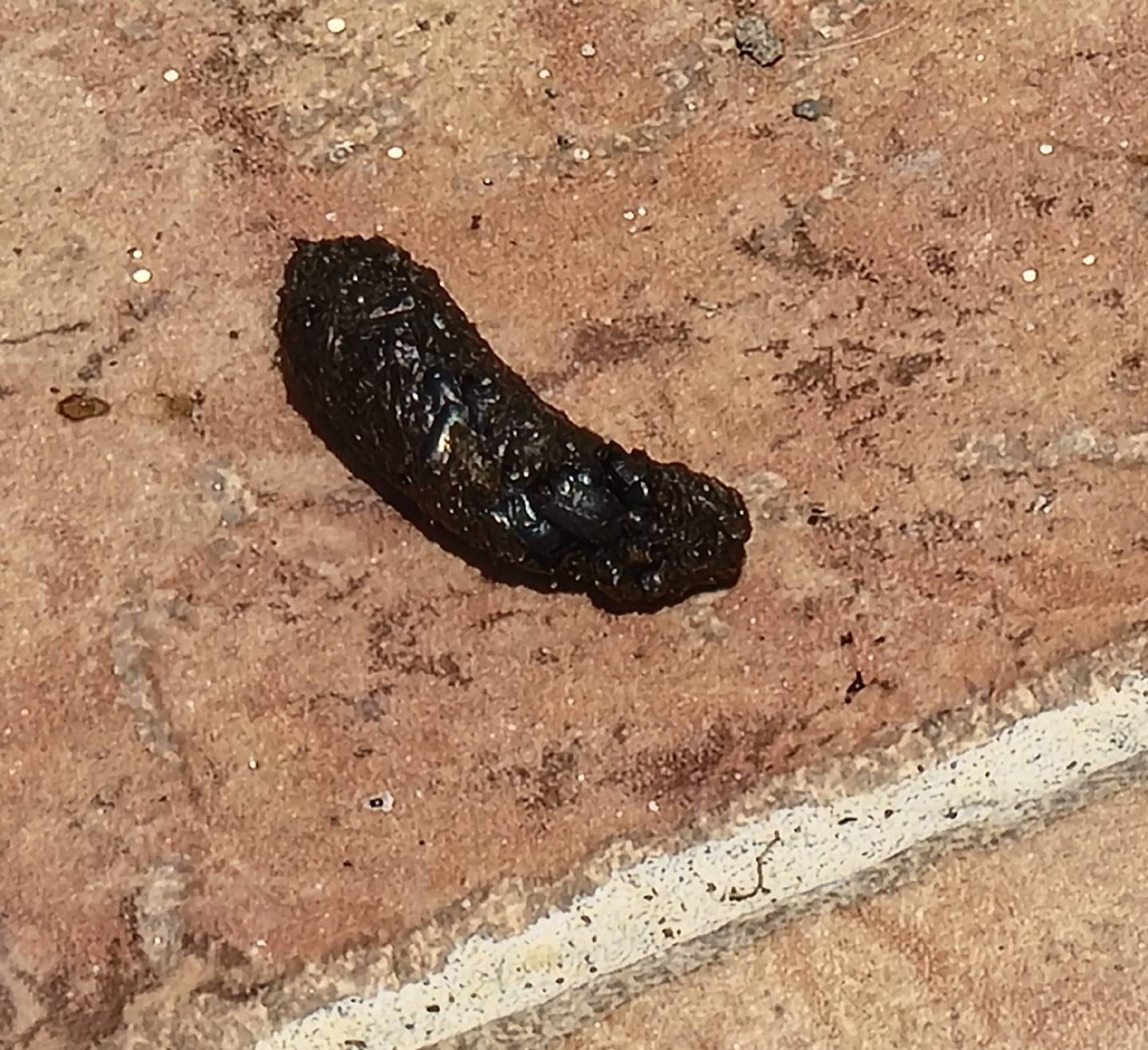 Rospo o ratto gigante?