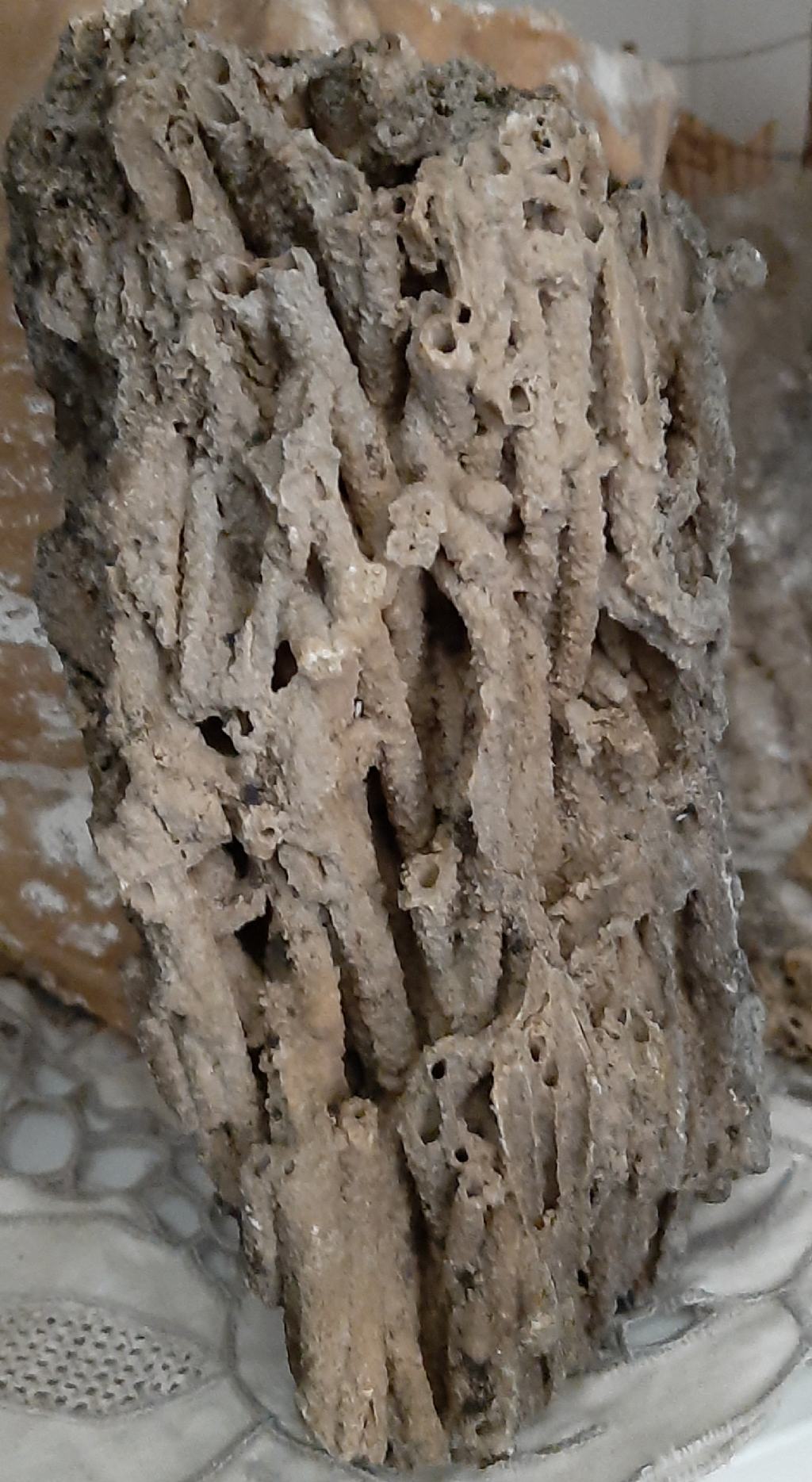 Aiuto identificazione presunto corallo fossile.