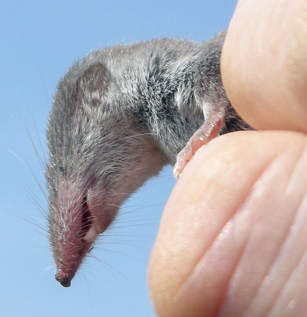 Suncus etruscus?  No, Crocidura leucodon