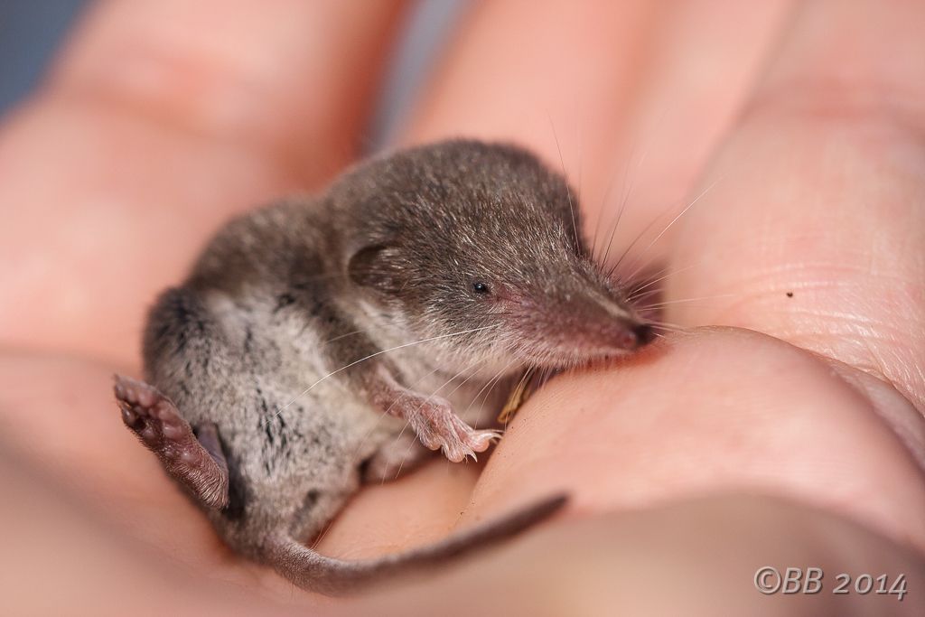 Suncus etruscus?  No, Crocidura leucodon