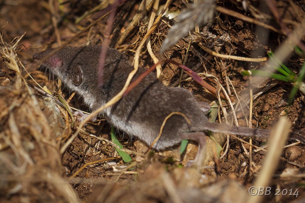 Suncus etruscus?  No, Crocidura leucodon