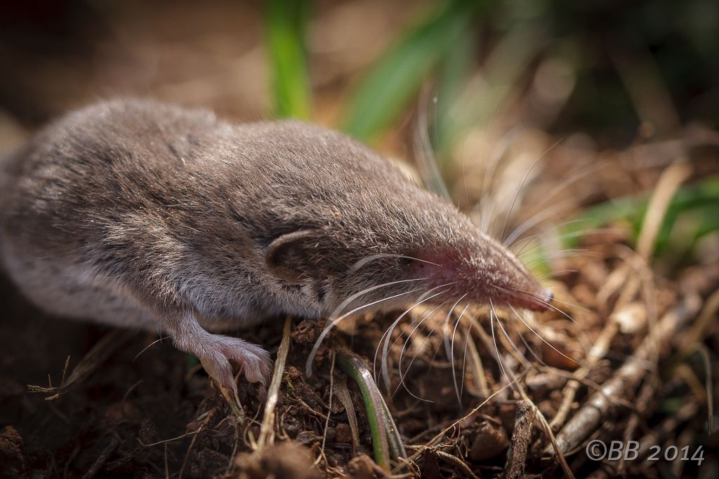 Suncus etruscus?  No, Crocidura leucodon