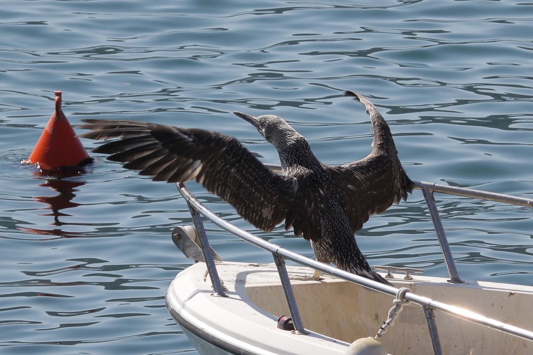 Nata una sula a Portovenere