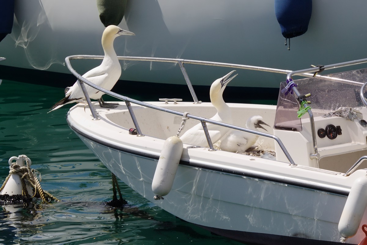 Nata una sula a Portovenere