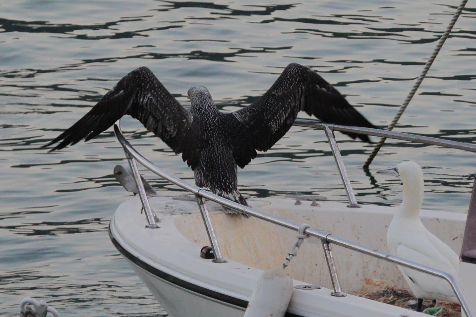 Nata una sula a Portovenere