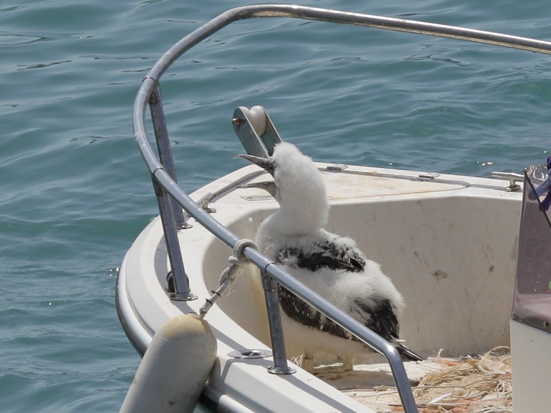 Nata una sula a Portovenere