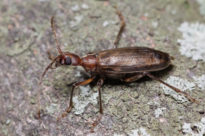 Vesperus strepens, femmina, Vesperidae