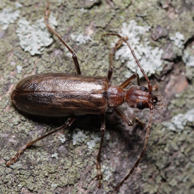 Vesperus strepens, femmina, Vesperidae