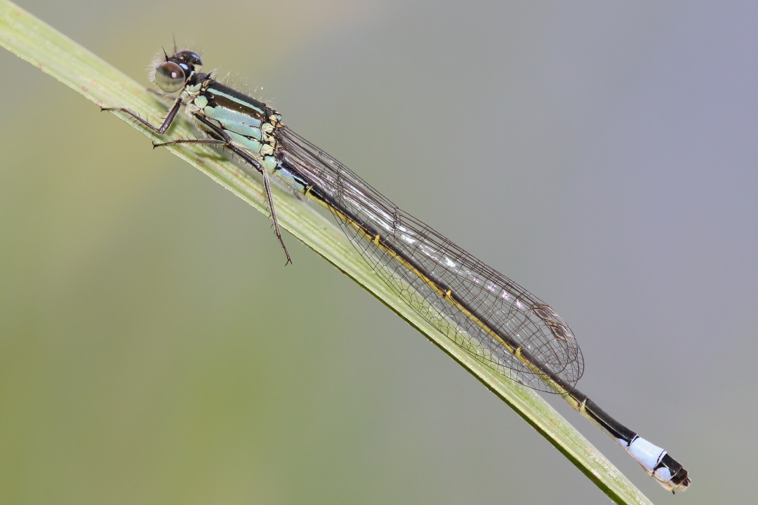 Ischnura elegans, maschio