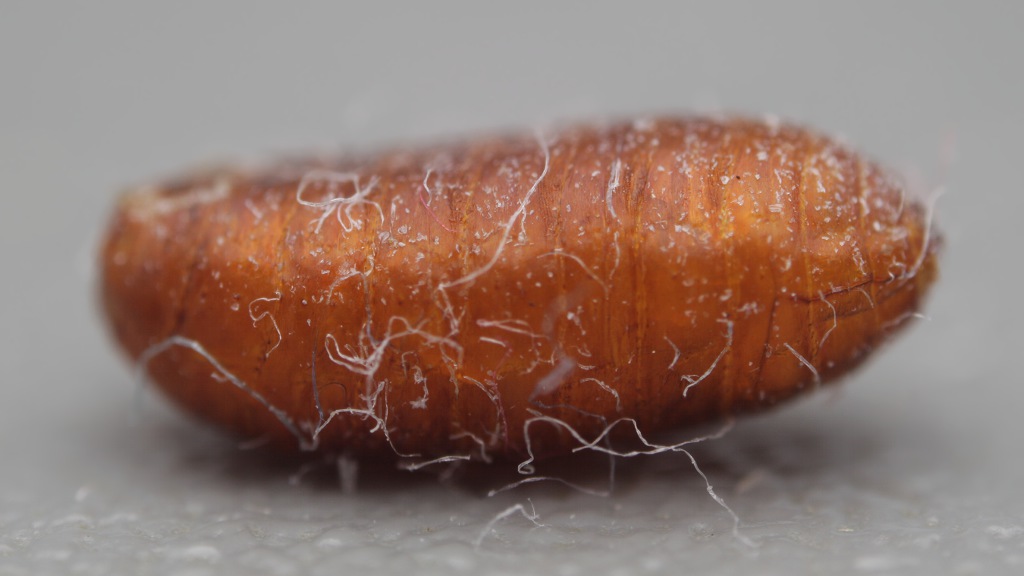 Ceratisis capitata nell''arancia