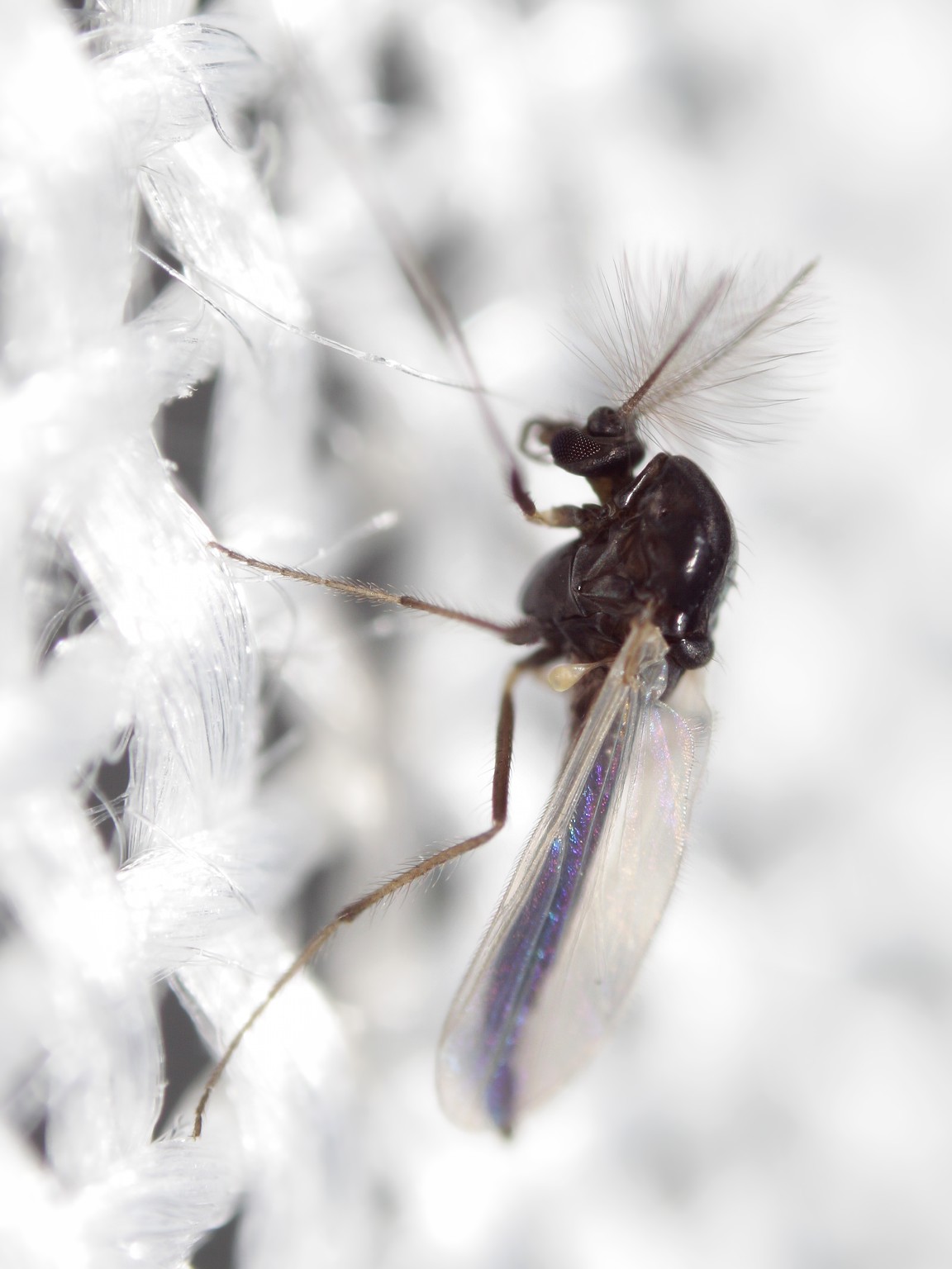 Piccolo tipulide. No. Maschio Chironomidae
