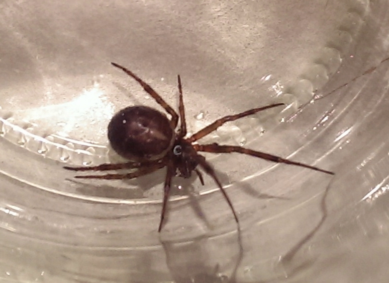 Steatoda nobilis - Roma (RM)
