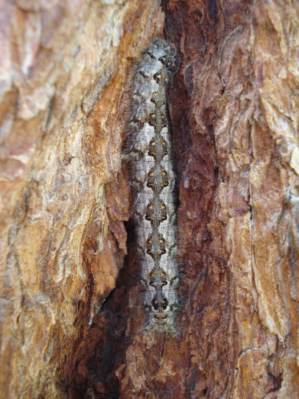 Insetto ignoto - Poecilocampa populi ssp. alpina