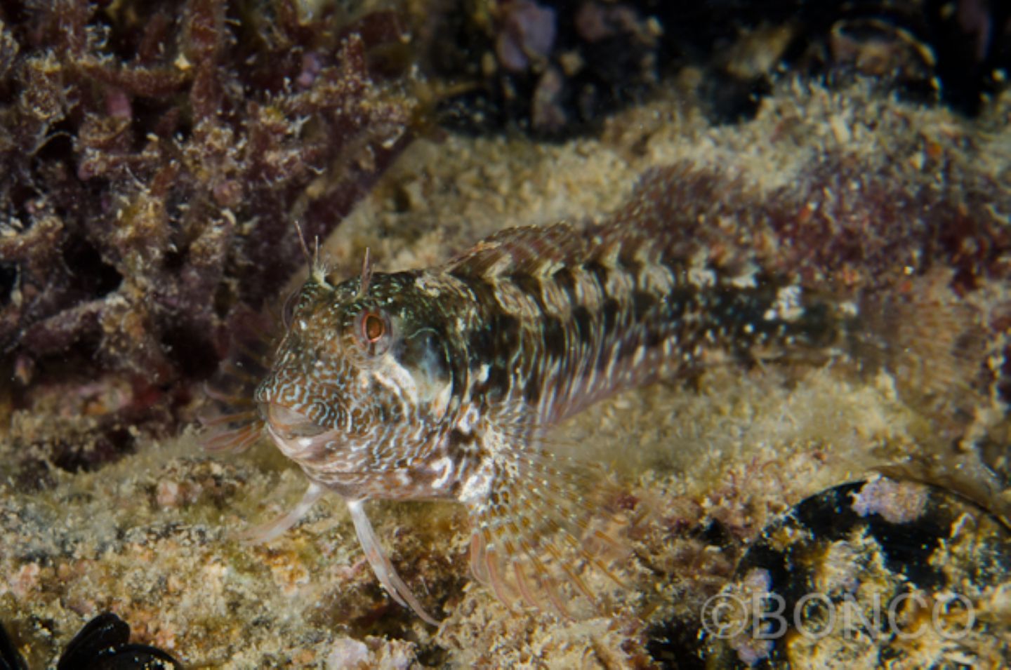 Blennidi del Conero