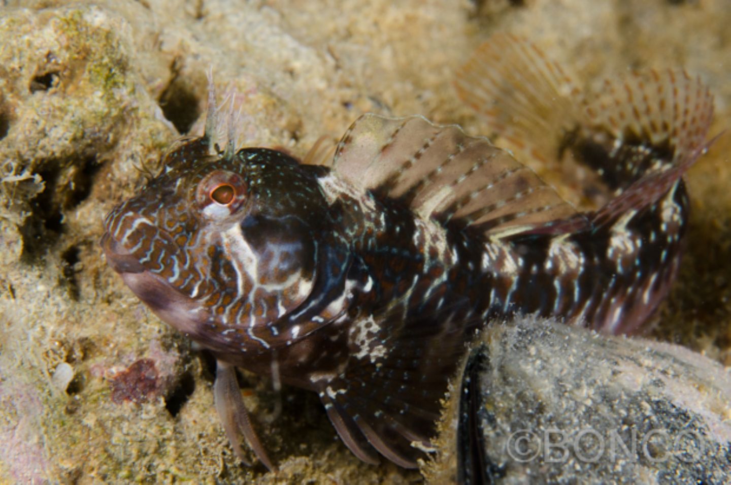 Blennidi del Conero
