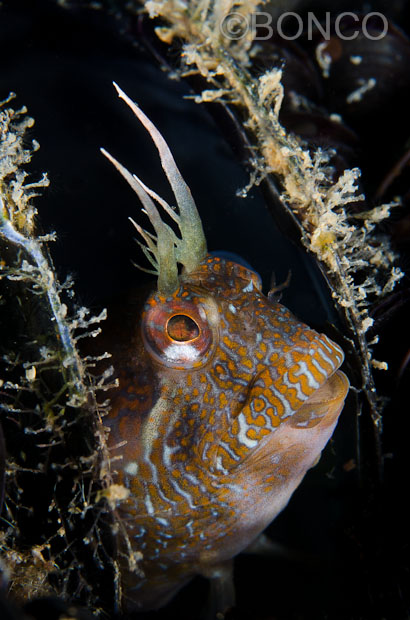 Blennidi del Conero